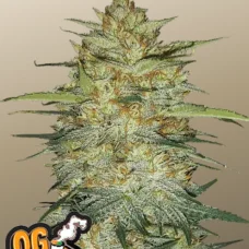 Original AUTO OG KUSH